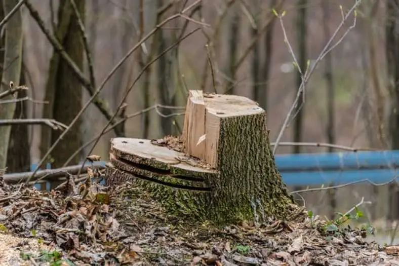 Best Arborist Chainsaw