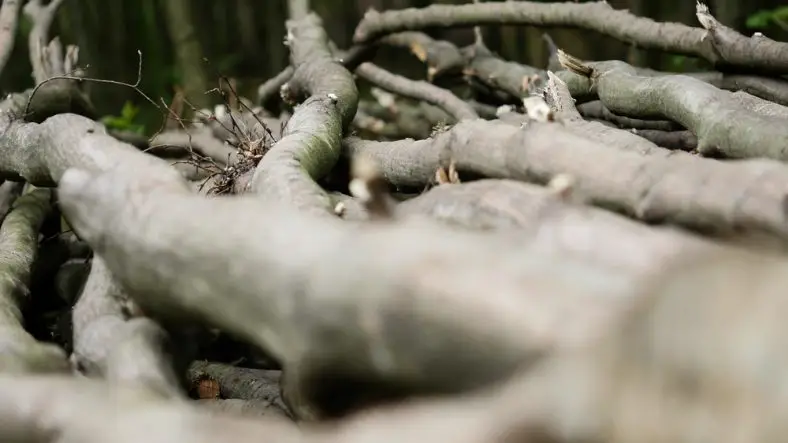 What Size Axe for Splitting Wood – 10 of the Greats