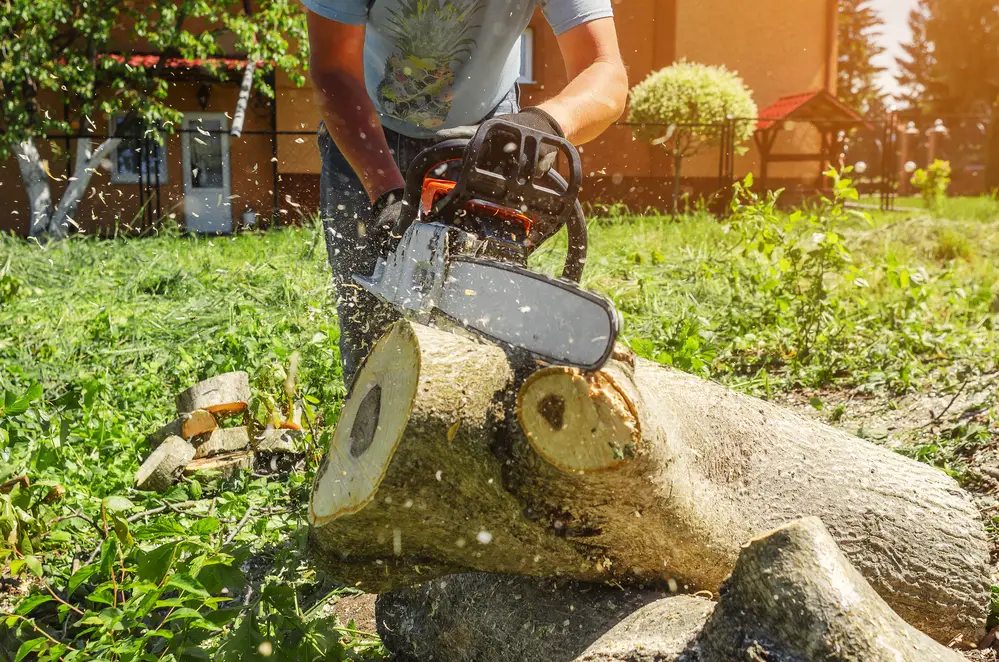 What is the Best Stihl Chainsaw for a Homeowner?